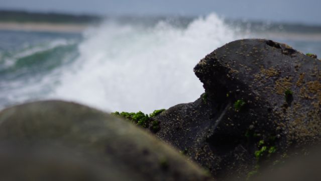 Surfer