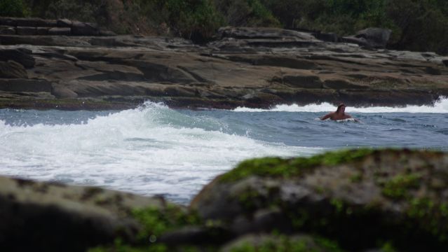 Surfer