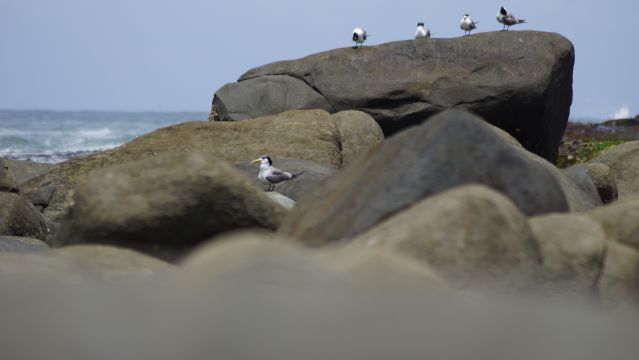 Surfer