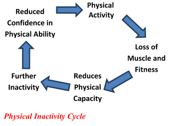 Excercise Physiology Cycle